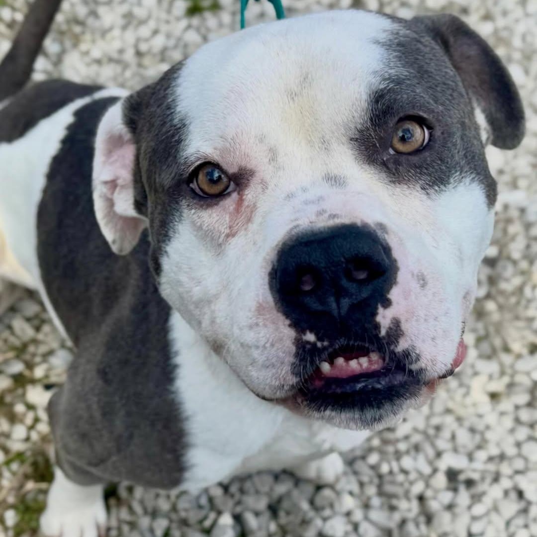 Enlarge Kronk, a ADOPTABLE mixed breed in Detroit, MI image 3/6