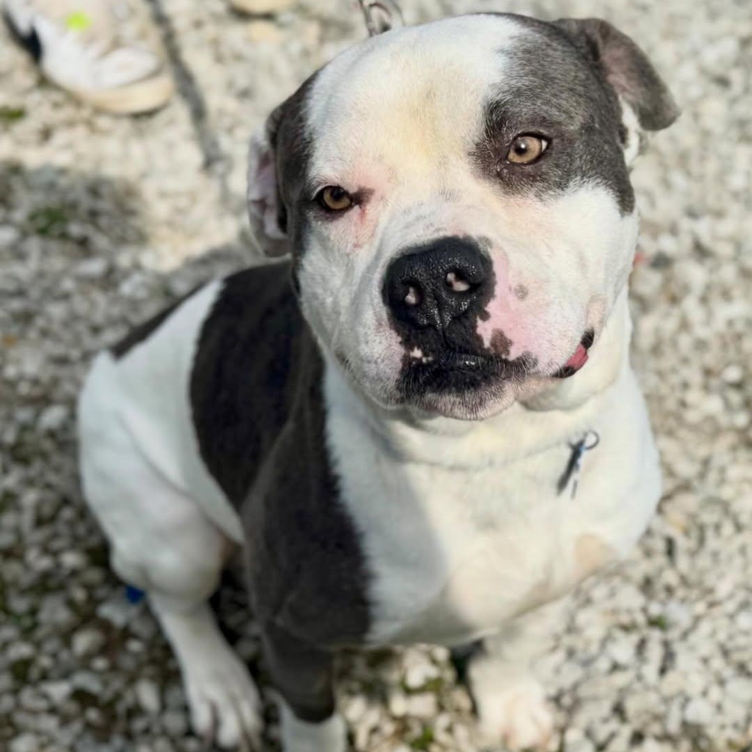 Enlarge Kronk, a ADOPTABLE mixed breed in Detroit, MI image 6/6