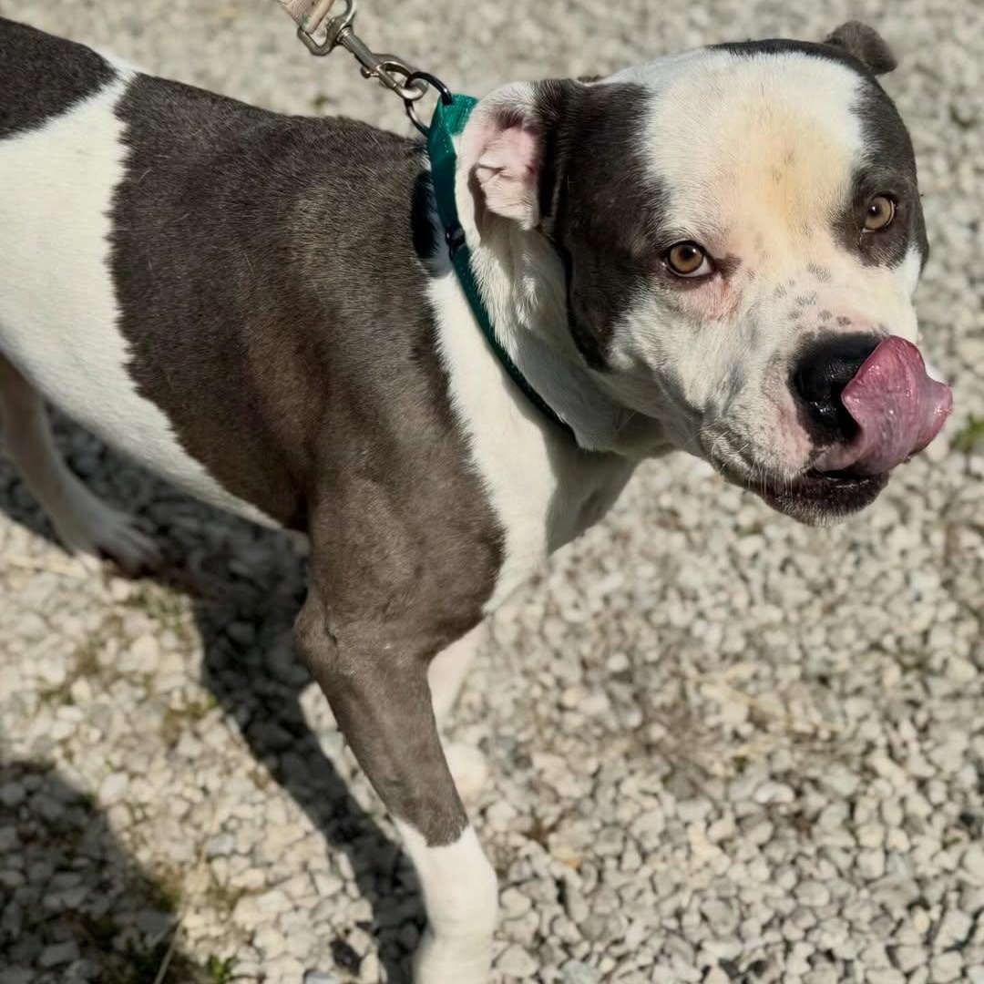 Enlarge Kronk, a ADOPTABLE mixed breed in Detroit, MI image 4/6