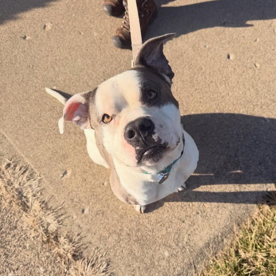 Enlarge Kronk, a ADOPTABLE mixed breed in Detroit, MI image 2/6