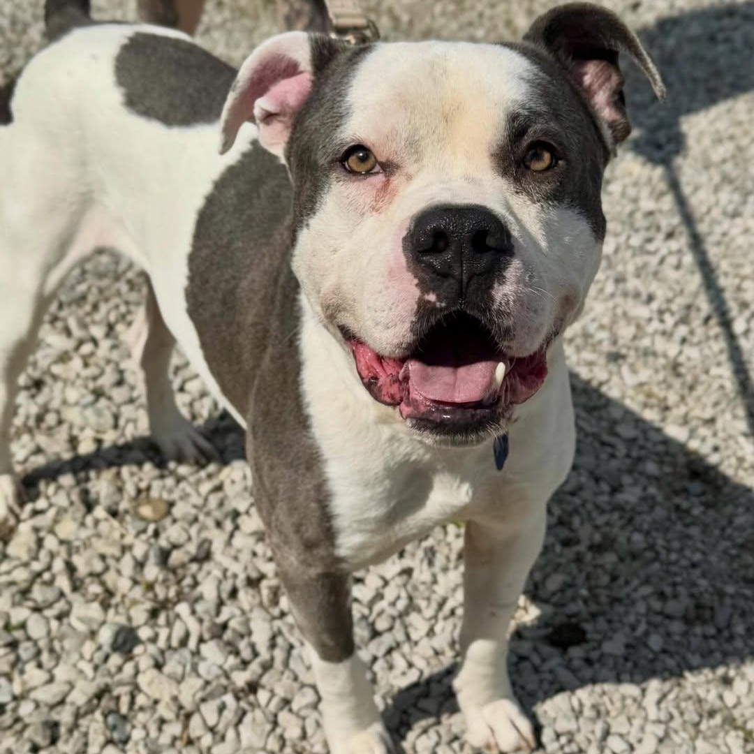 Enlarge Kronk, a ADOPTABLE mixed breed in Detroit, MI image 1/6
