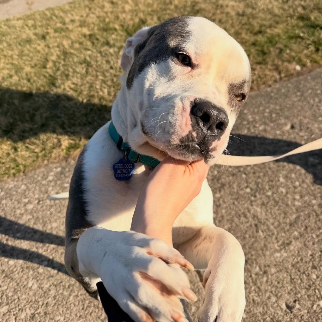 Enlarge Kronk, a ADOPTABLE mixed breed in Detroit, MI image 5/6