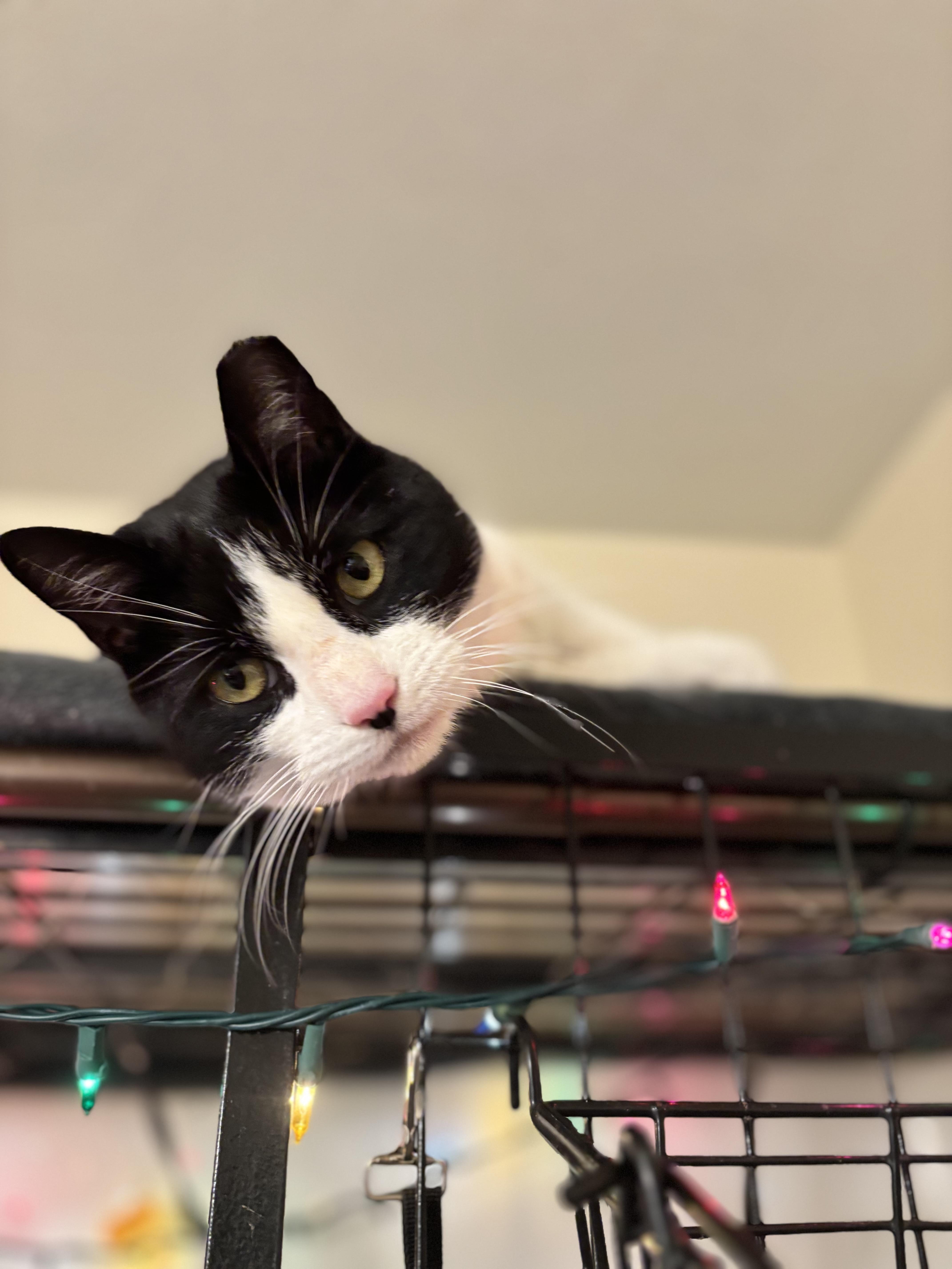 Enlarge Sadie, a ADOPTABLE Domestic Short Hair in Felton, PA image 1/1