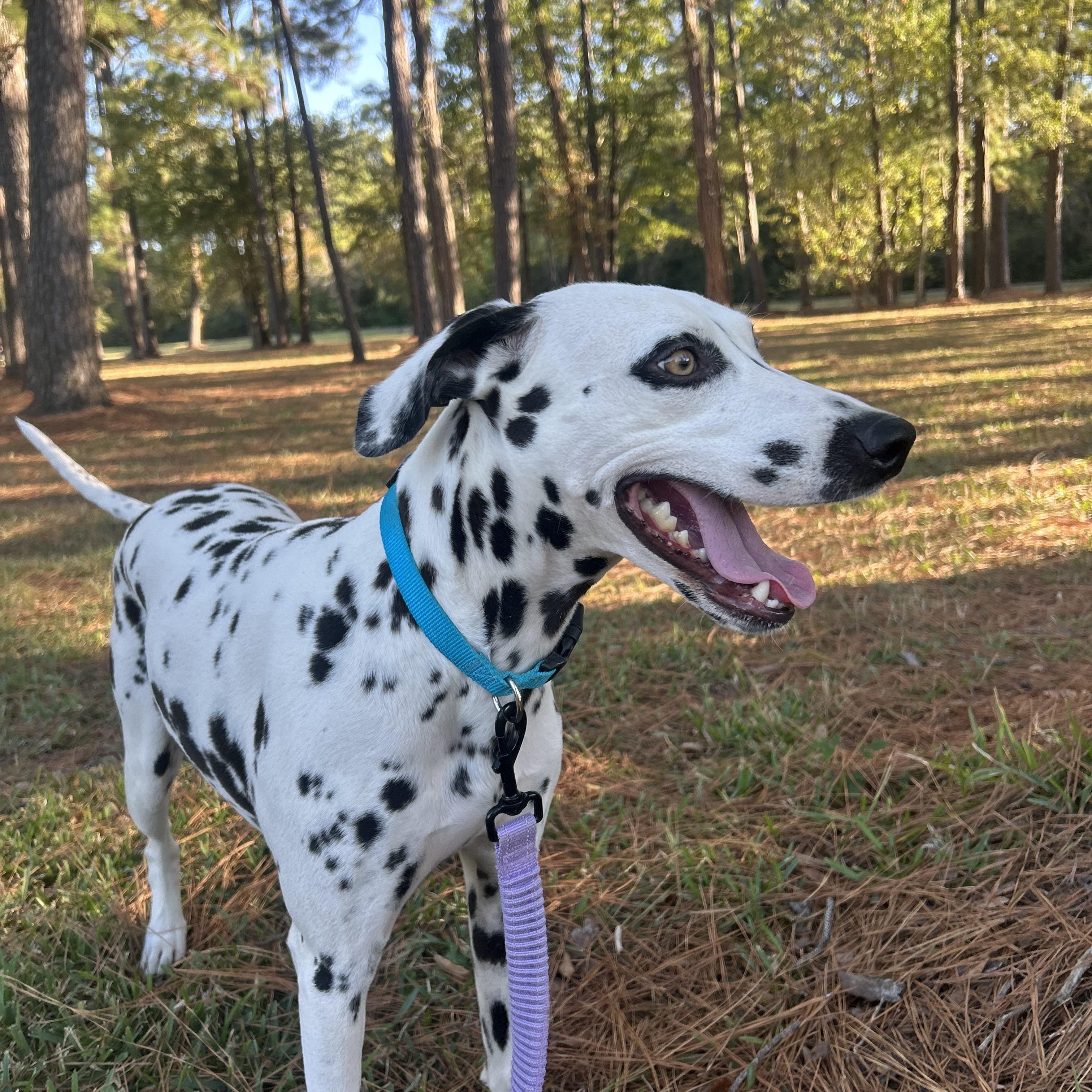 Enlarge Stella, a ADOPTABLE Dalmatian in Brattleboro, VT image 2/5
