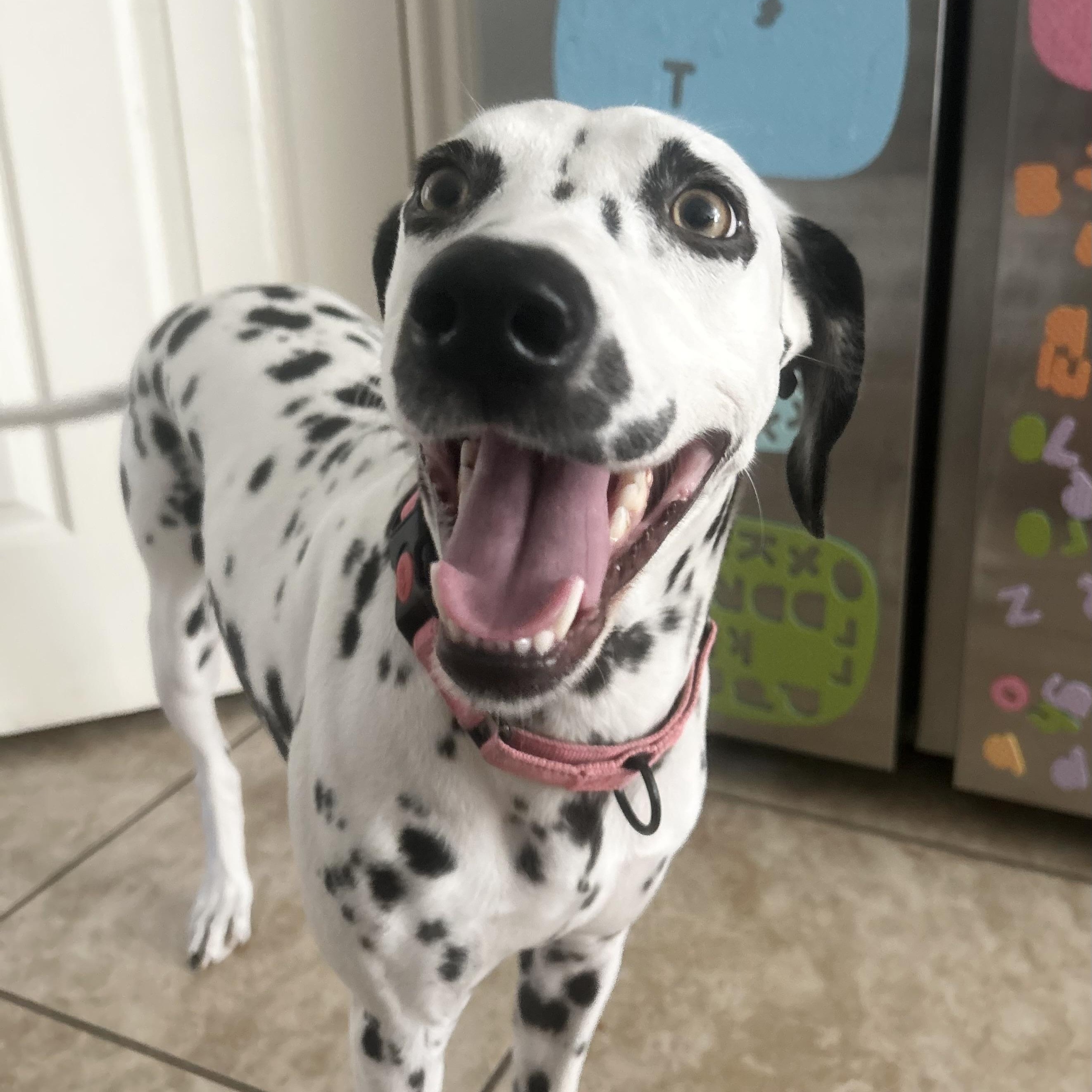 Enlarge Stella, a ADOPTABLE Dalmatian in Brattleboro, VT image 5/5