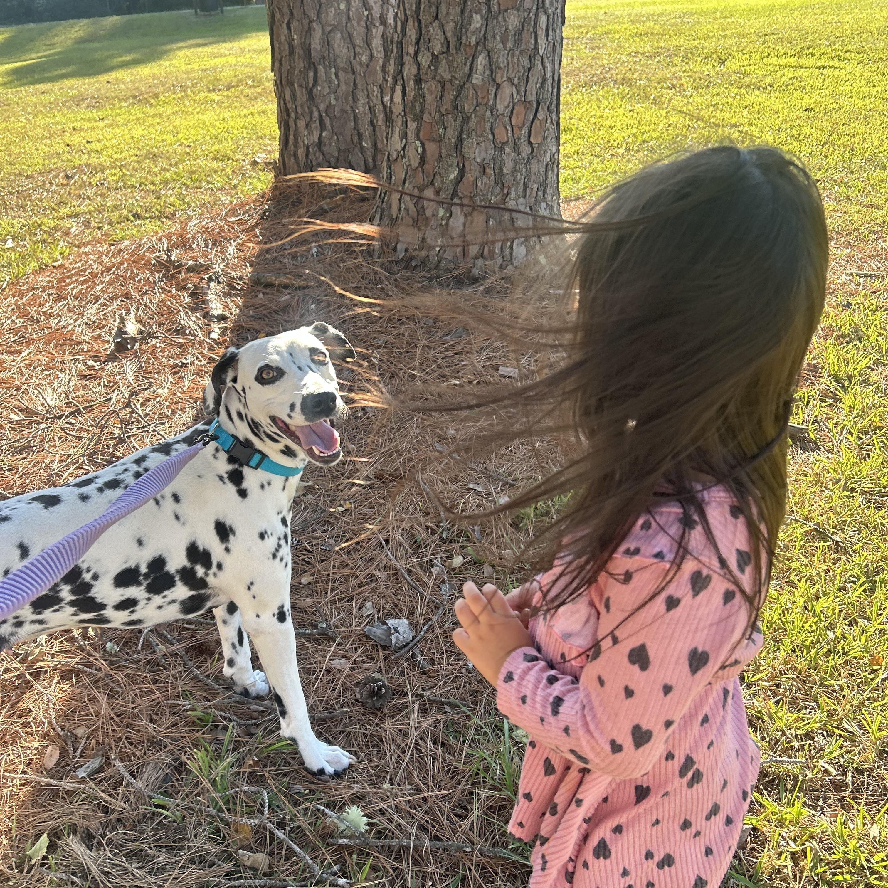 Enlarge Stella, a ADOPTABLE Dalmatian in Brattleboro, VT image 3/5