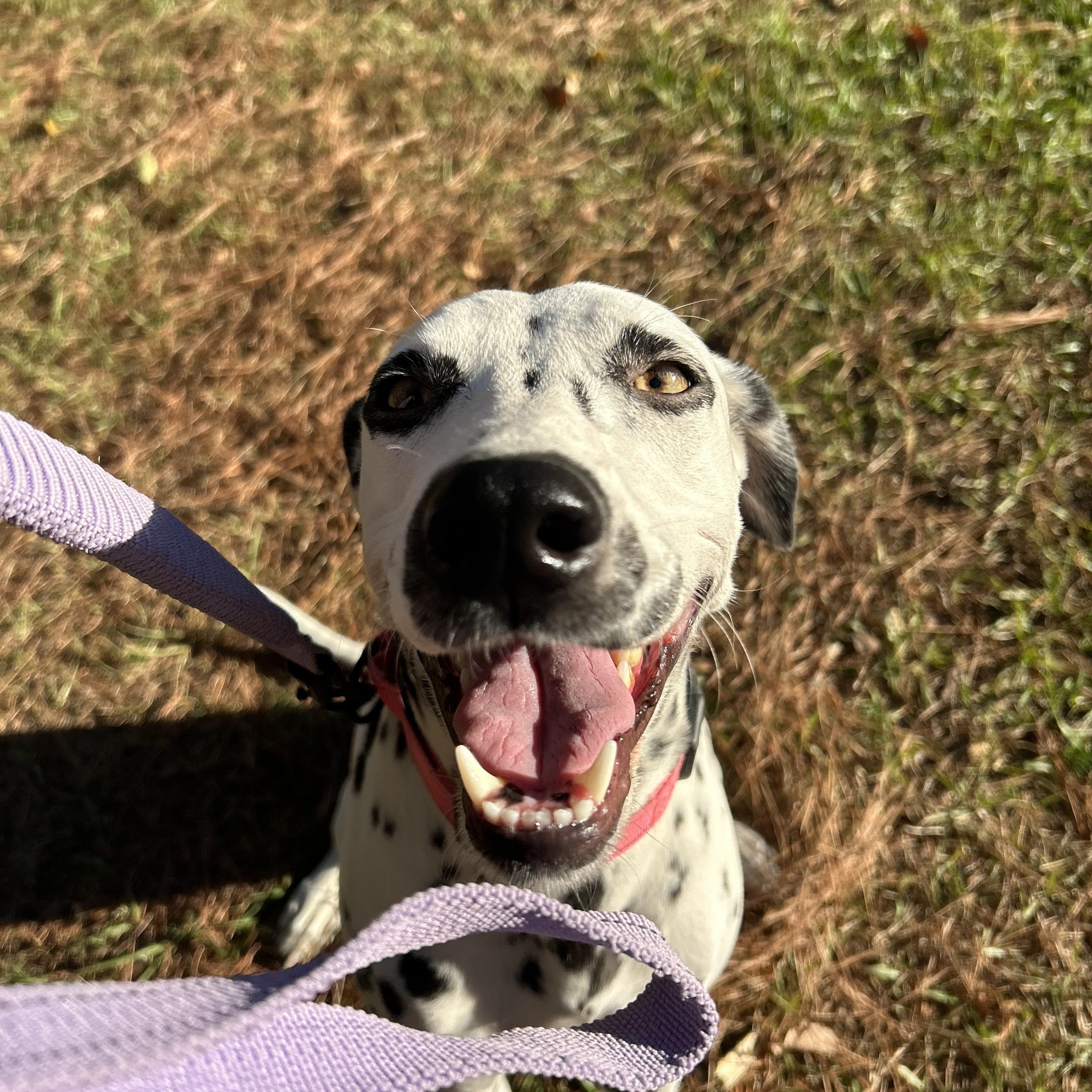 Stella, ADOPTABLE, Adult Female Dalmatian.
