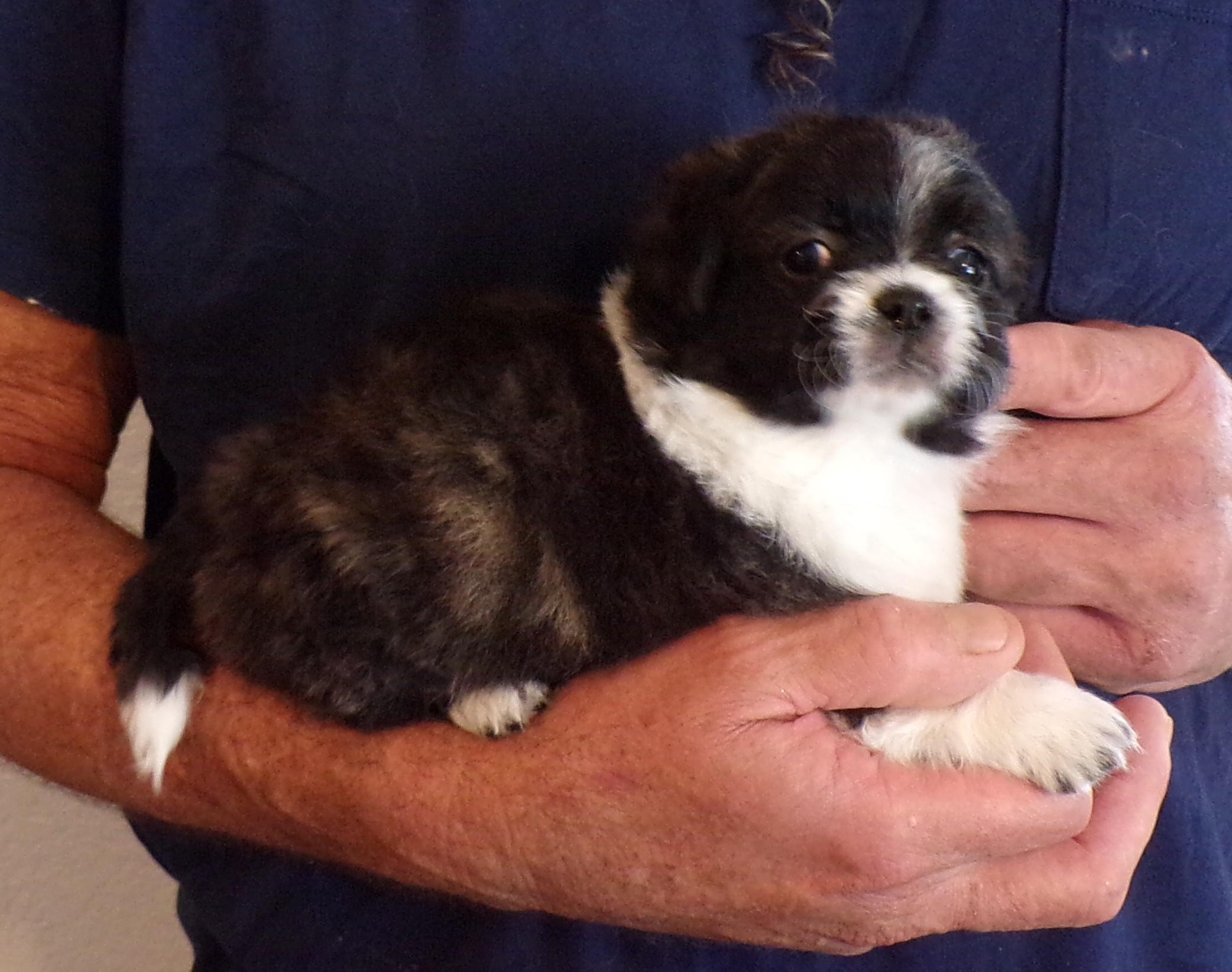 Enlarge MADDY, a ADOPTABLE mixed breed in Corona, CA image 3/3