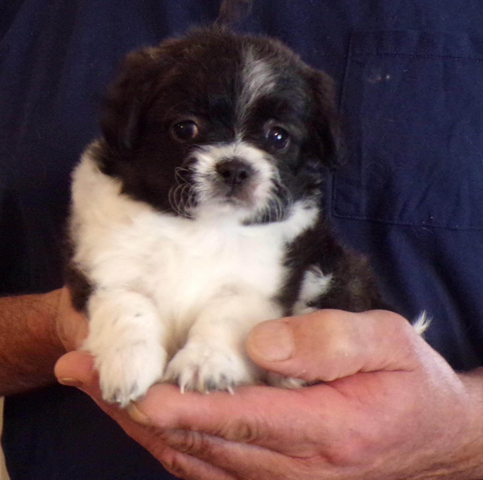 Enlarge MADDY, a ADOPTABLE mixed breed in Corona, CA image 2/3