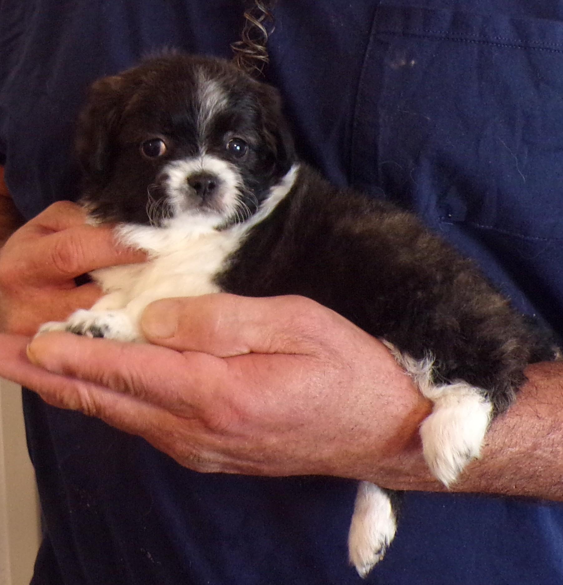 MADDY, ADOPTABLE, Puppy Female Shih Tzu & Chihuahua.