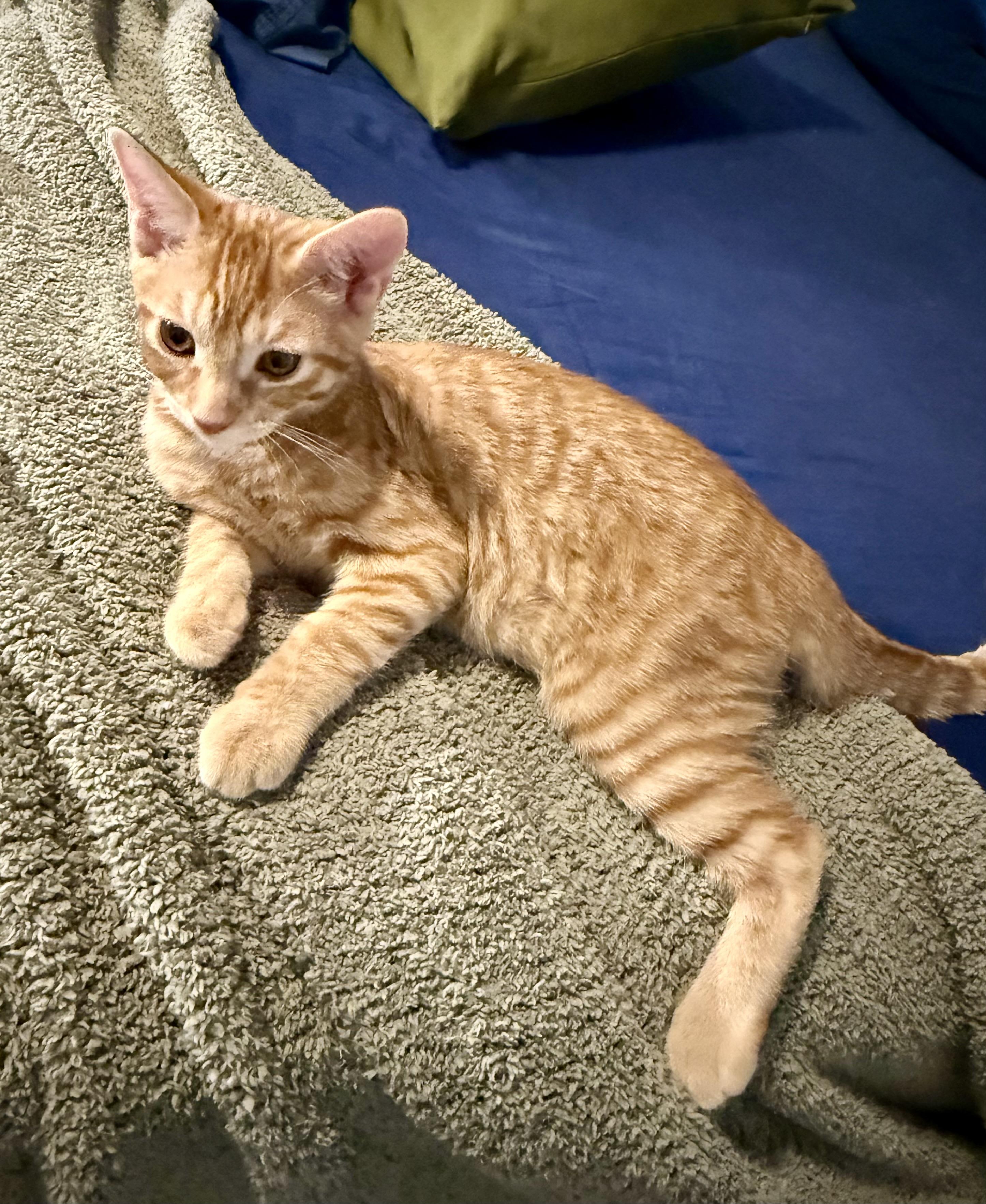 Jefe, Adoptable, Kitten Male Tabby.