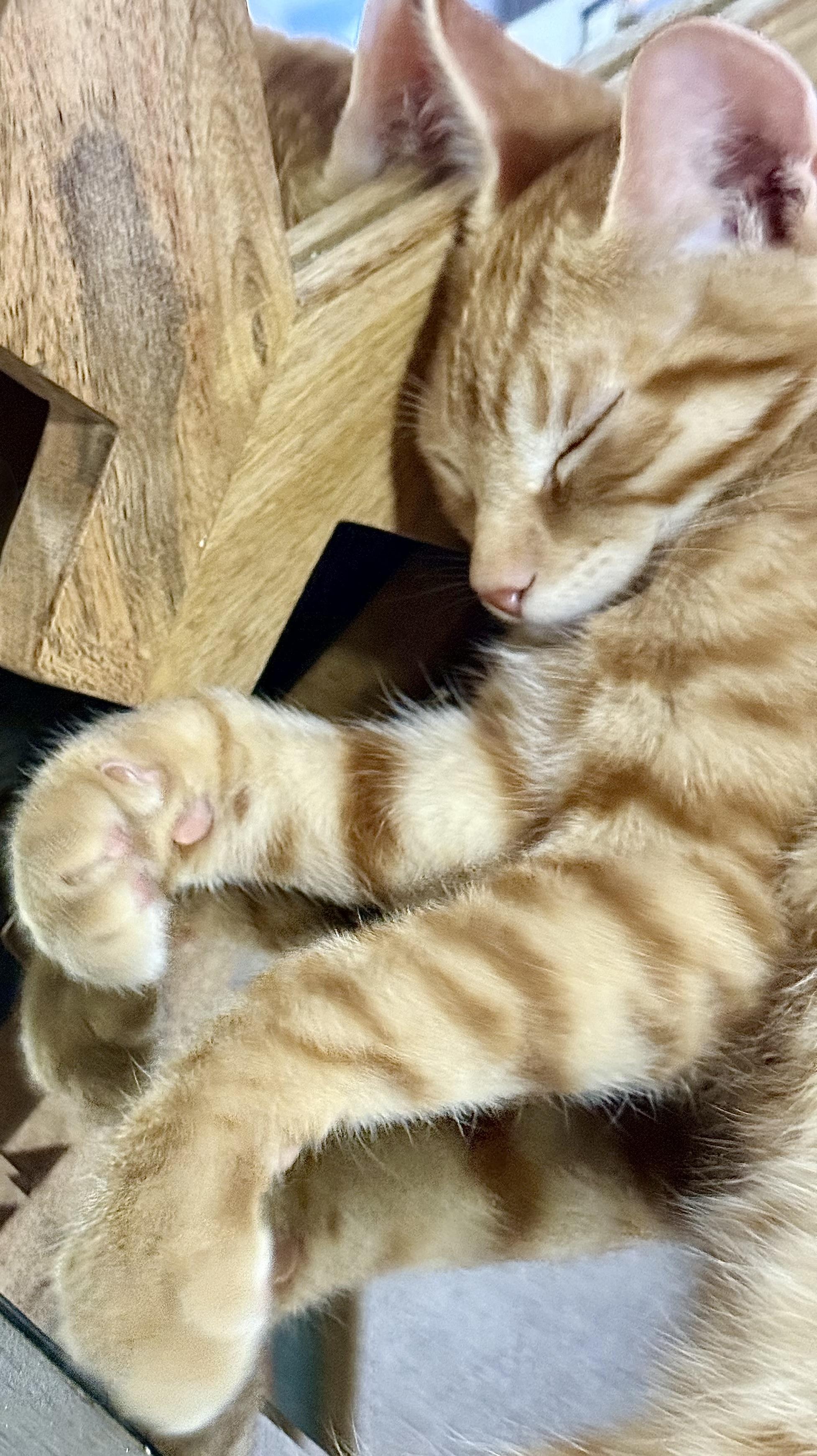 Enlarge Jefe, a Adoptable Tabby in Tracy, CA image 3/4