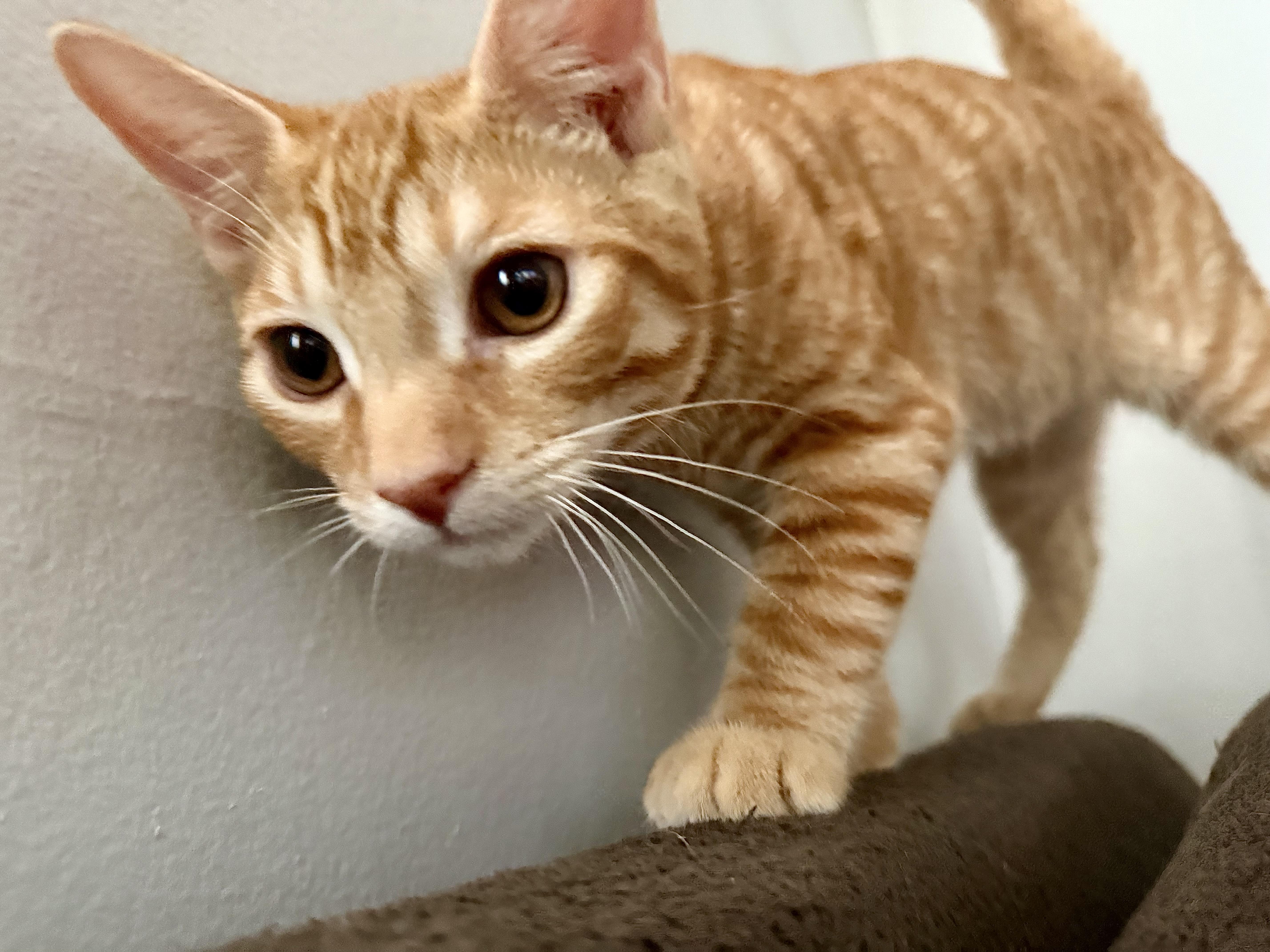 Enlarge Jefe, a Adoptable Tabby in Tracy, CA image 4/4