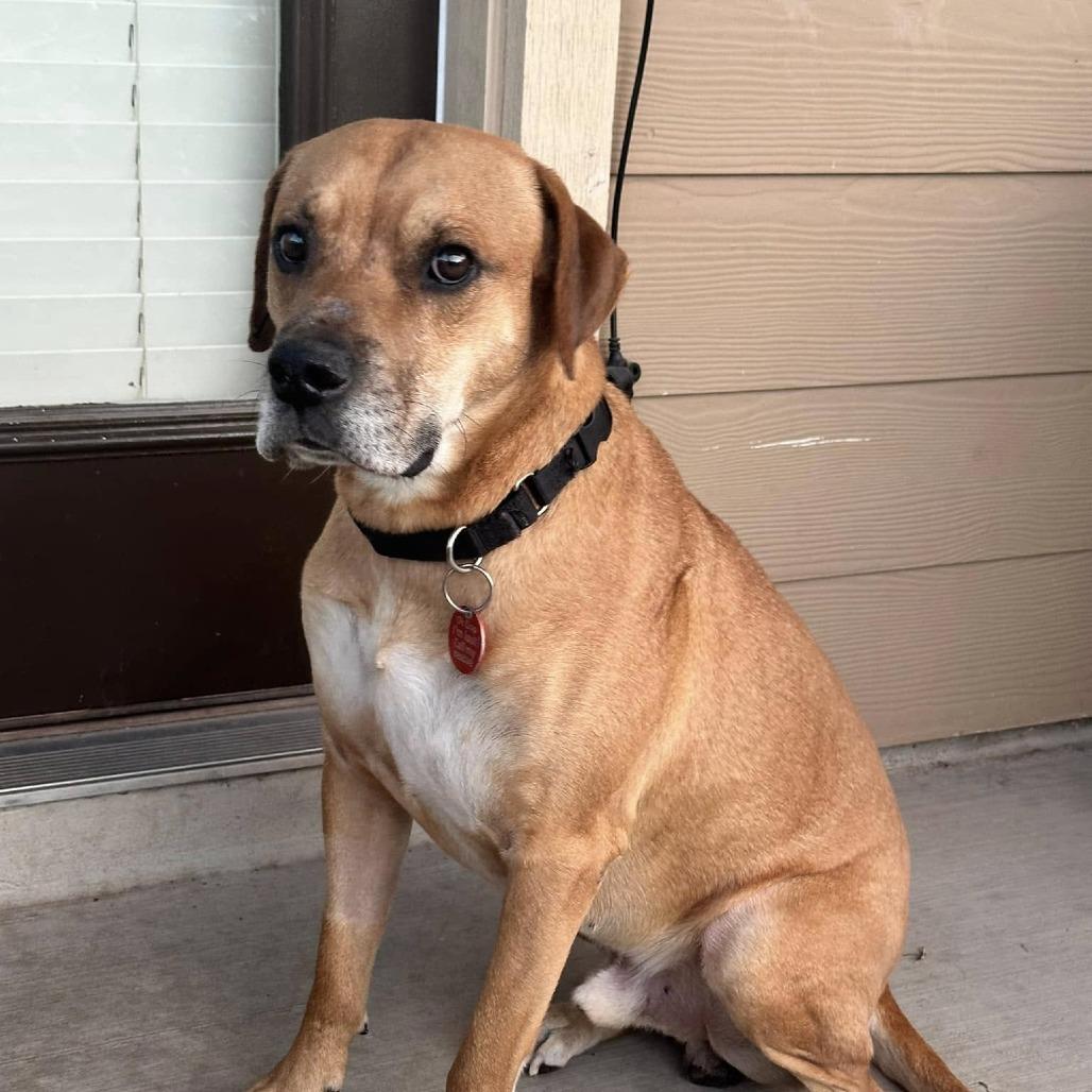 Meet Buddy  A Gentle Soul Looking for His Perfect Match Buddy is a senior RidgebackBlack Mouth Cu