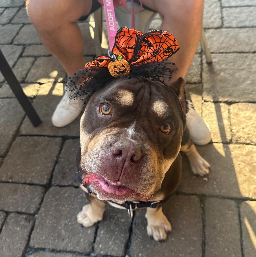 Enlarge Squishmellow, an adoptable mixed breed in Roswell, GA image 1/5