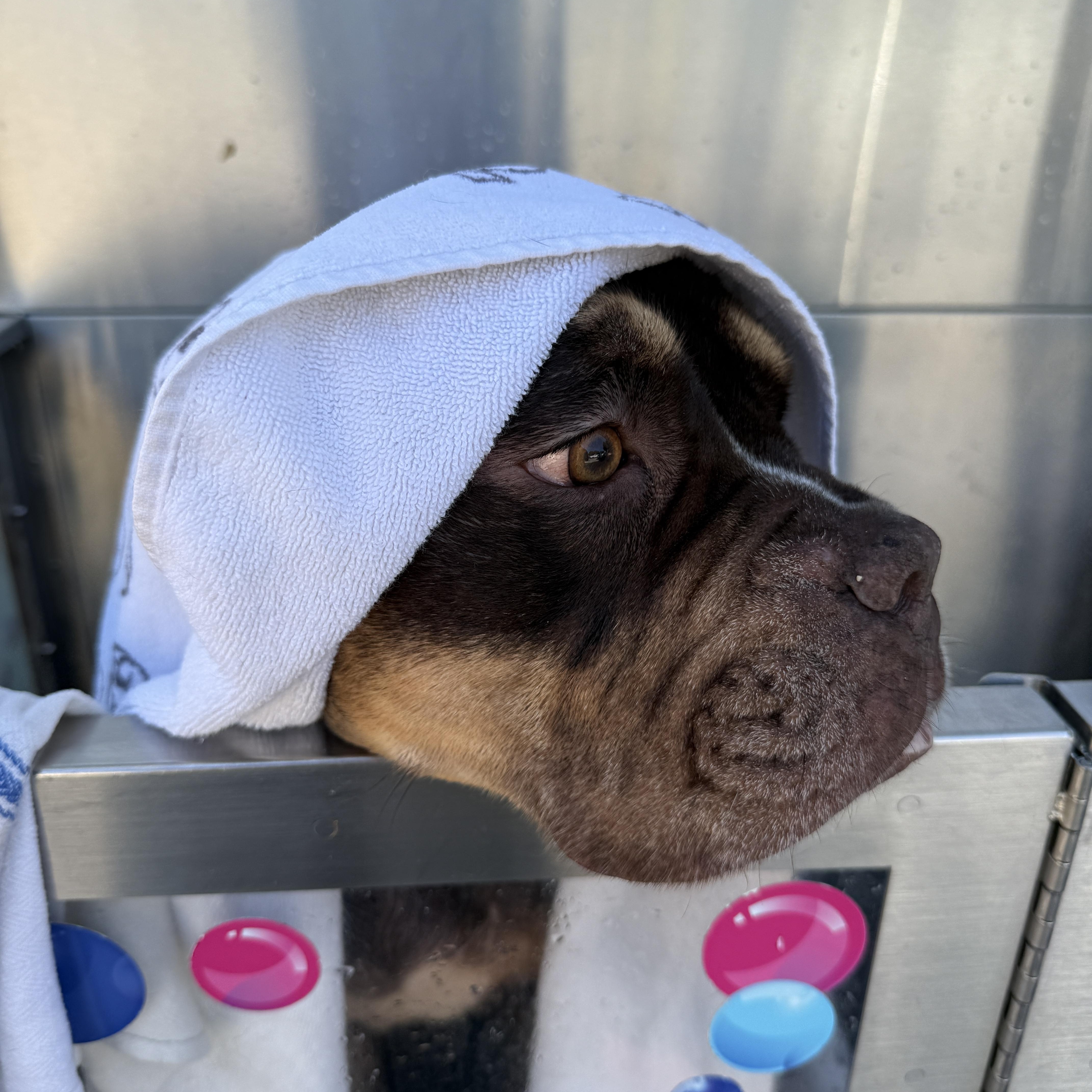 Enlarge Squishmellow, an adoptable mixed breed in Roswell, GA image 4/5