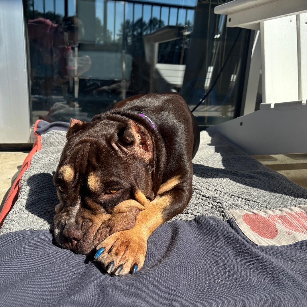 Squishmellow, adoptable, Adult Female Pit Bull Terrier & American Bulldog.