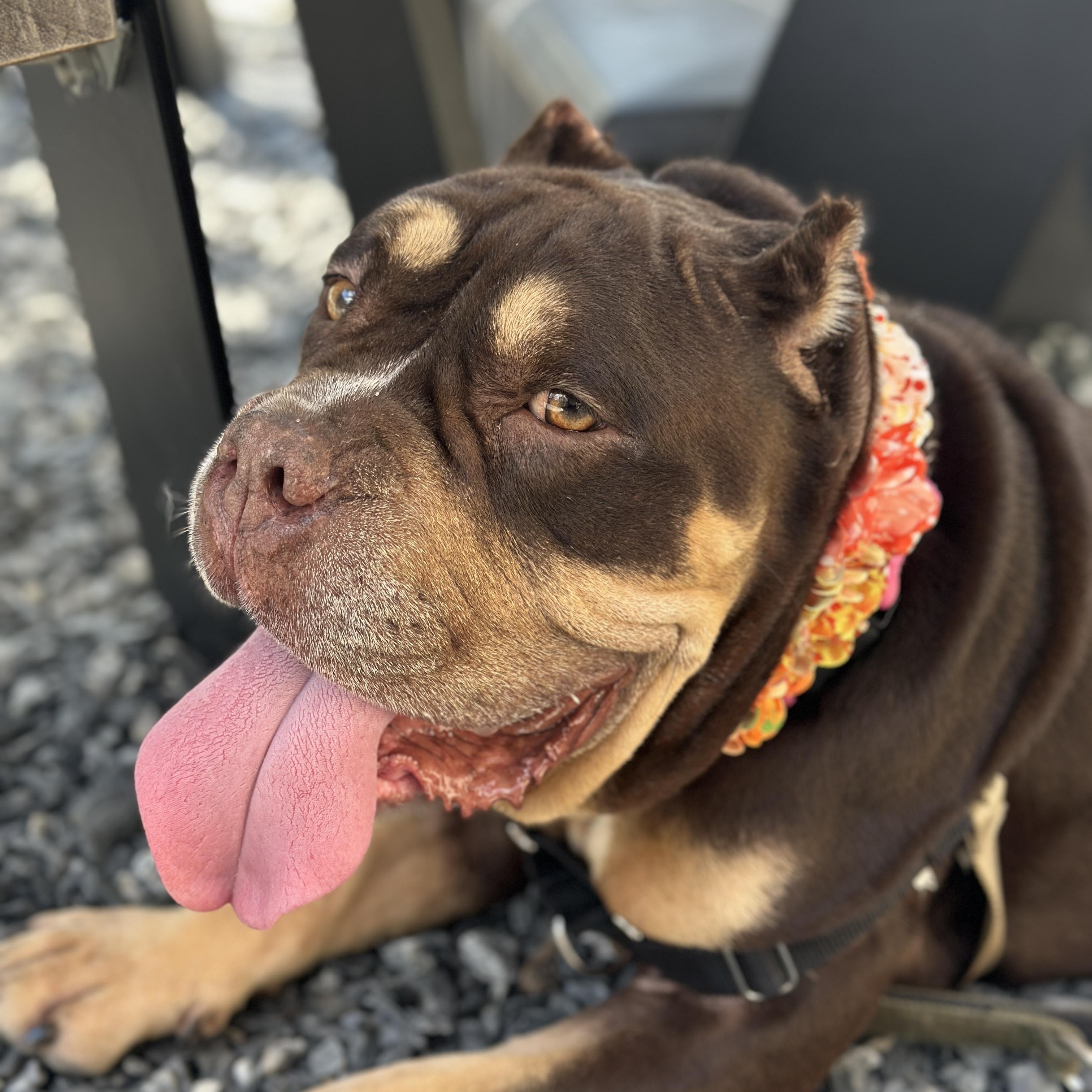 Enlarge Squishmellow, an adoptable mixed breed in Roswell, GA image 2/5