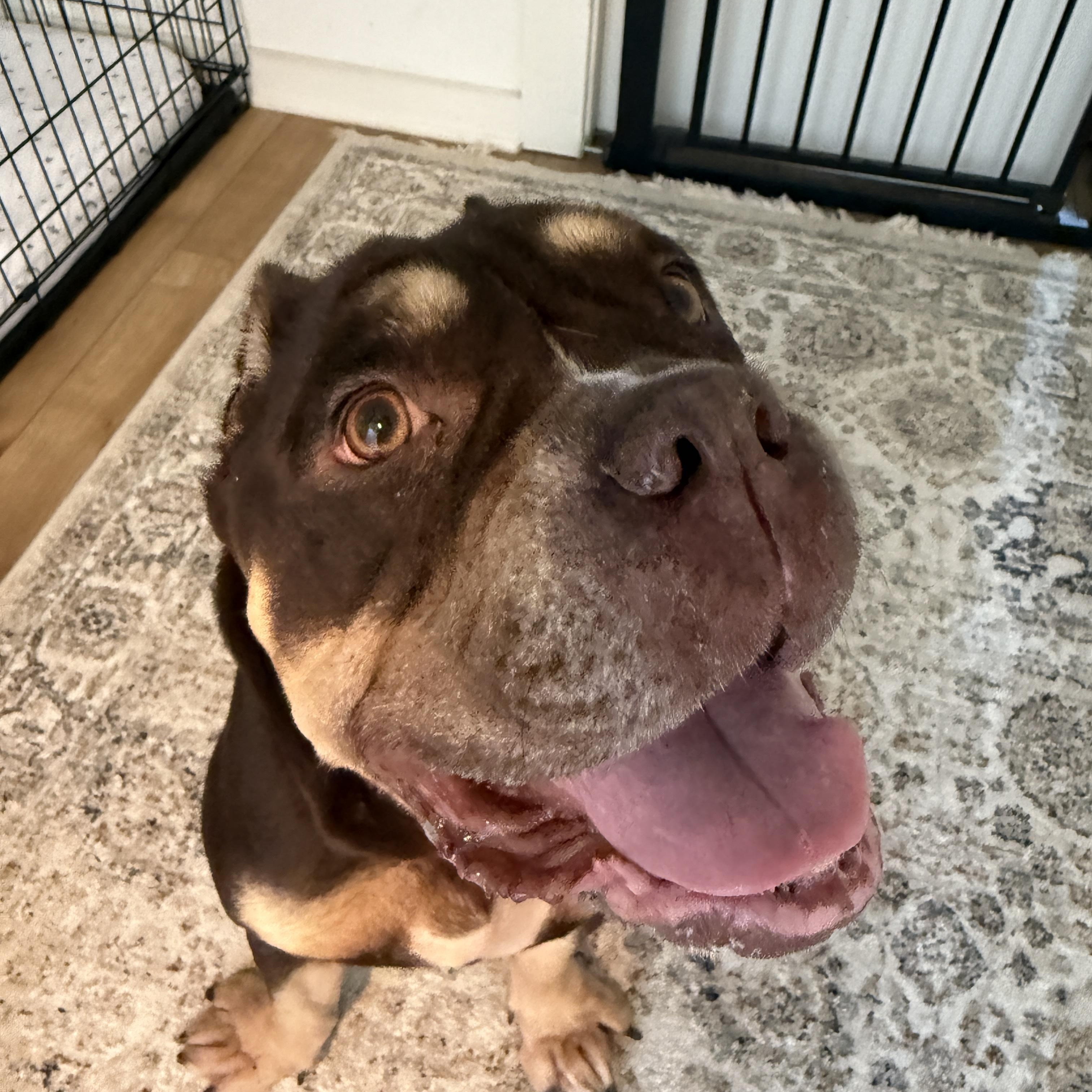 Squishmellow, adoptable, Adult Female Pit Bull Terrier & American Bulldog.