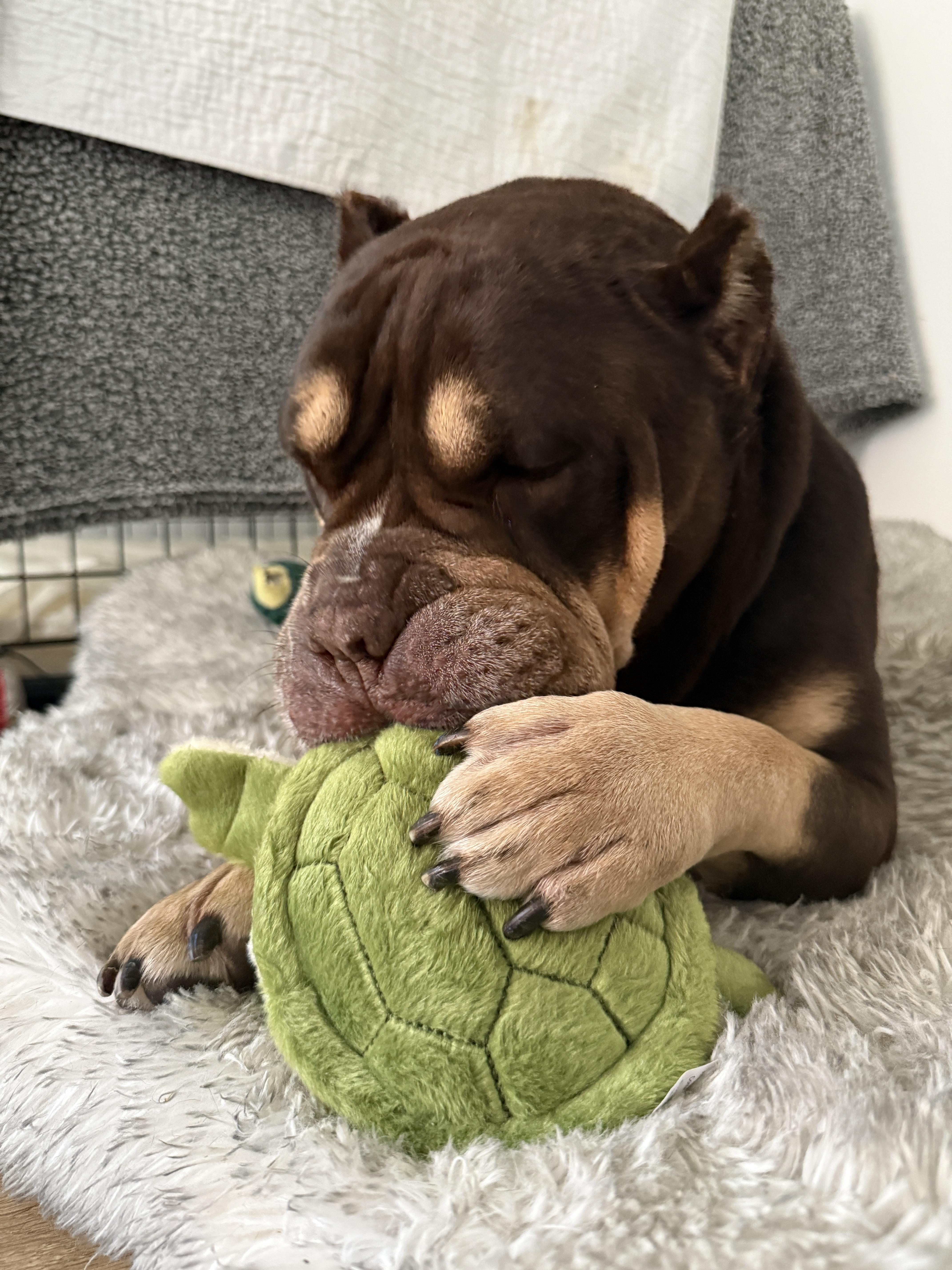 Squishmellow, adoptable, Adult Female Pit Bull Terrier & American Bulldog.