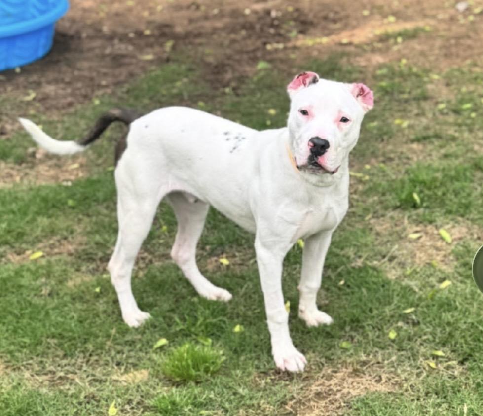 Enlarge Winston, a ADOPTABLE Mixed Breed in Davenport, IA image 1/1