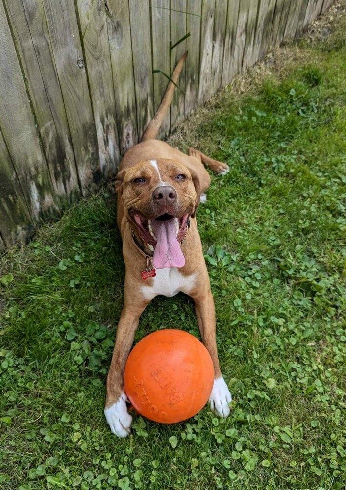 Nash, Adoptable, Adult Male Labrador Retriever & Hound.