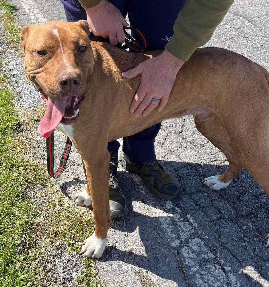 Nash, a Adoptable mixed breed in South Bend, IN image 2/6