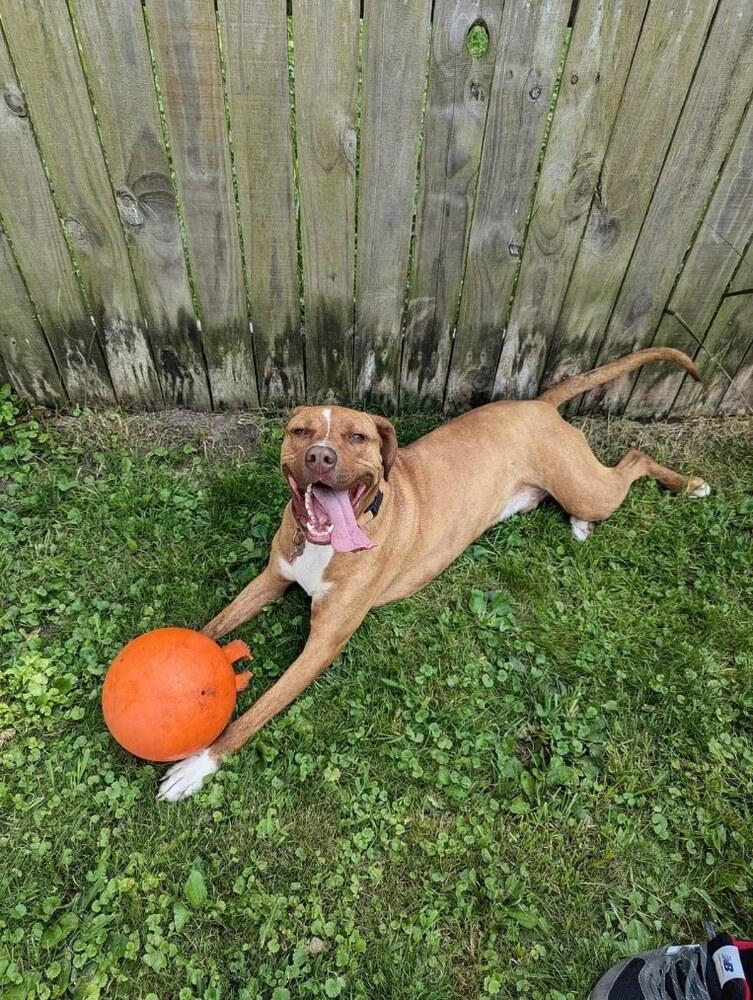Nash, a Adoptable mixed breed in South Bend, IN image 3/6