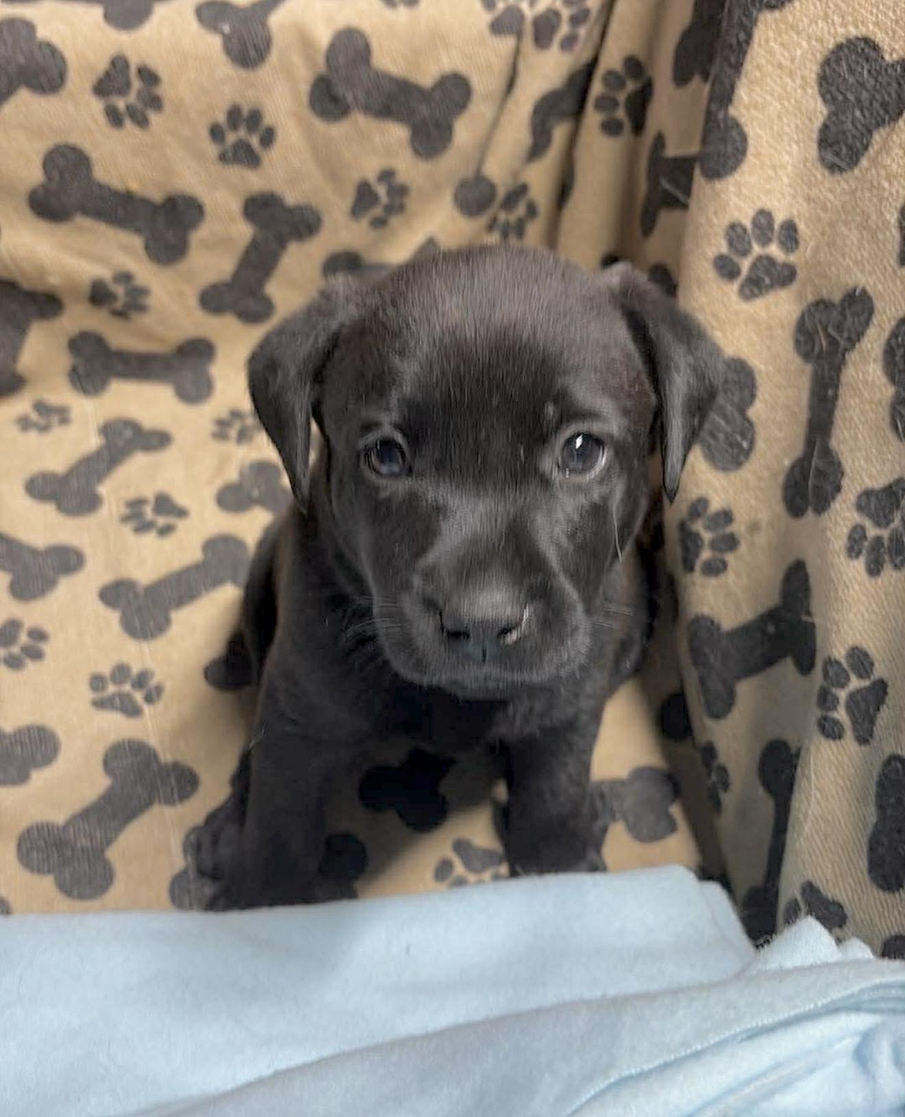 Enlarge Baby Sophie, a Adoptable mixed breed in Huntingtown, MD image 1/1