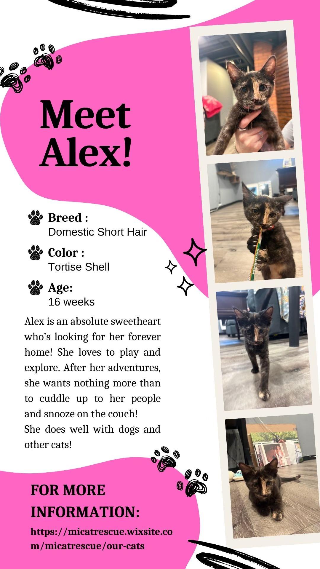 Enlarge Alex, an adopted Domestic Short Hair in St. Clair Shores, MI image 2/4