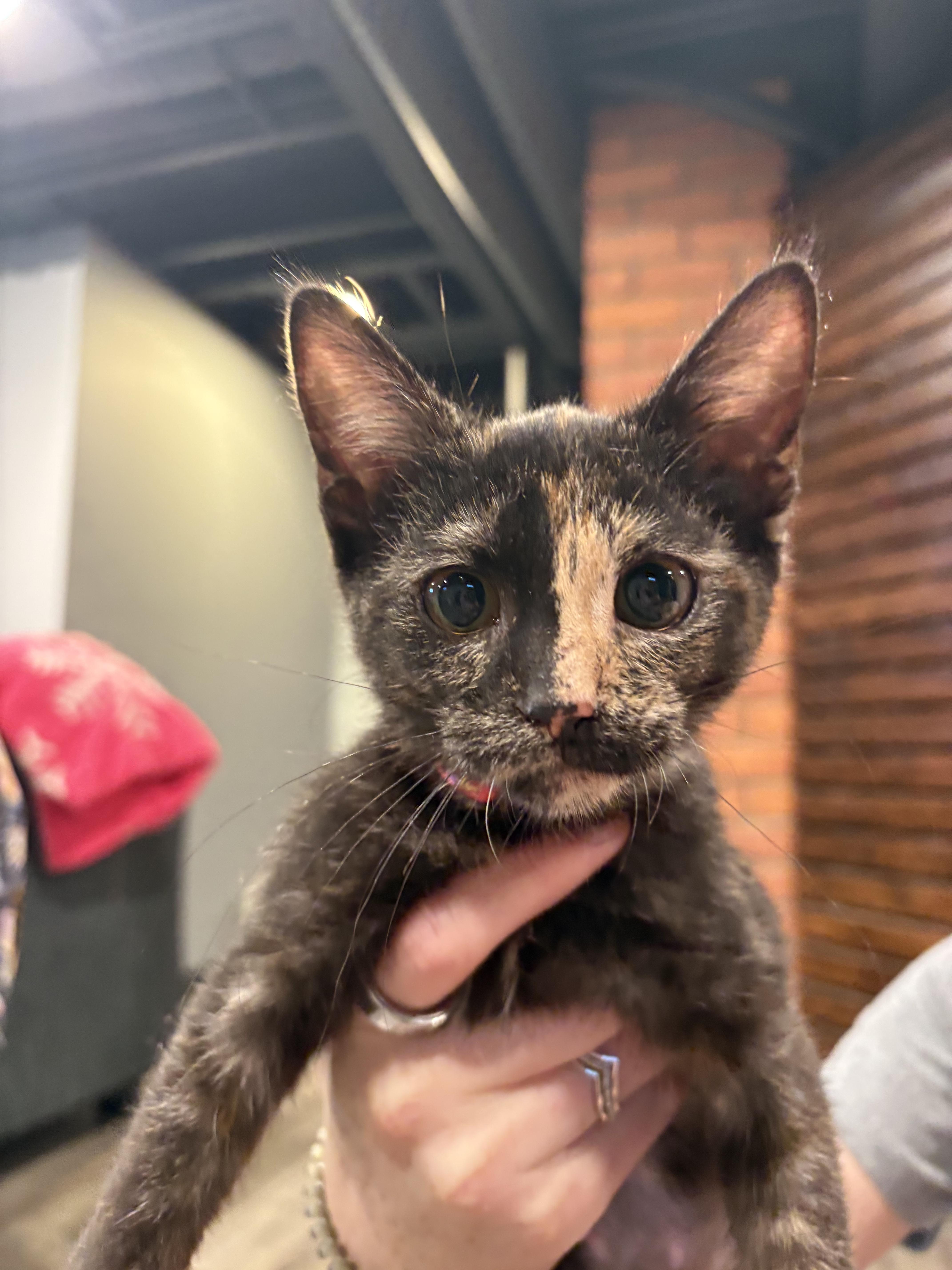 Enlarge Alex, an adopted Domestic Short Hair in St. Clair Shores, MI image 1/4