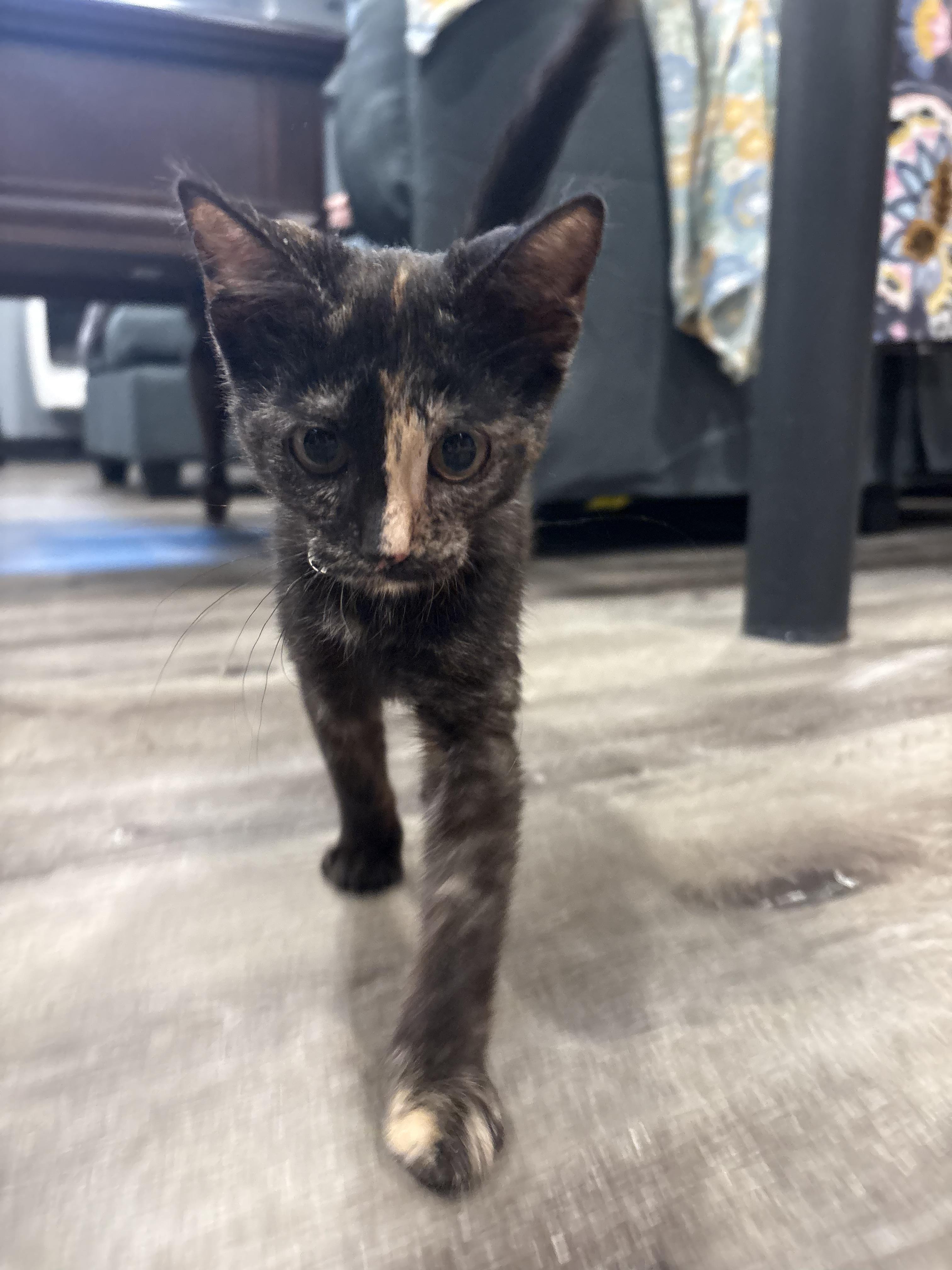 Enlarge Alex, an adopted Domestic Short Hair in St. Clair Shores, MI image 4/4