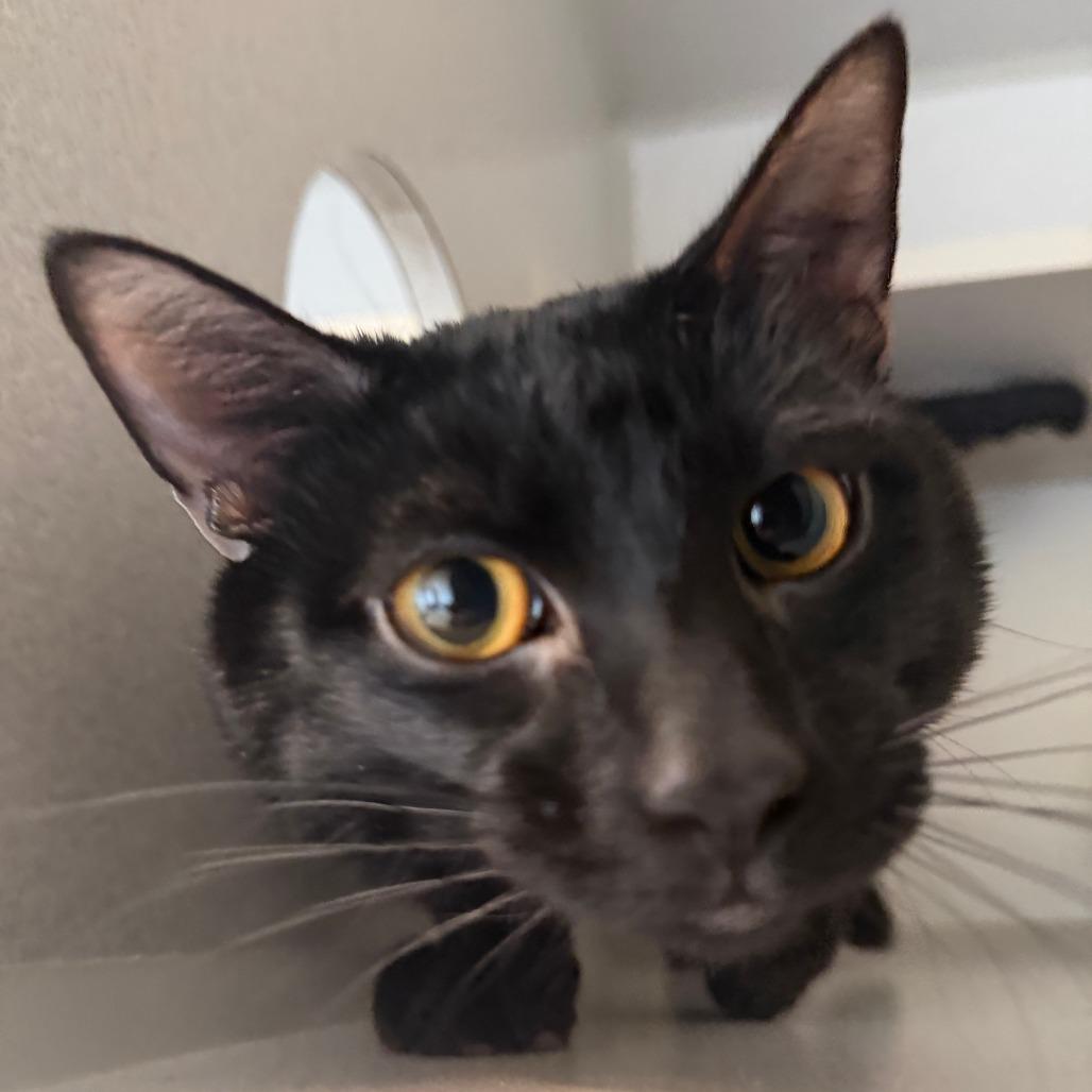 Sharpie, Adoptable, Adult Male Domestic Short Hair.