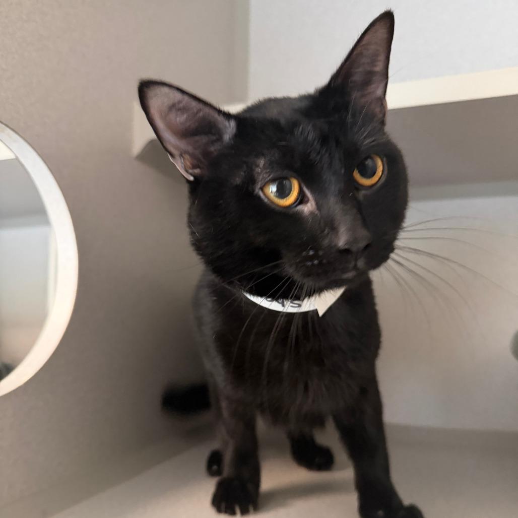 Enlarge Sharpie, a Adoptable Domestic Short Hair in Washougal, WA image 2/3