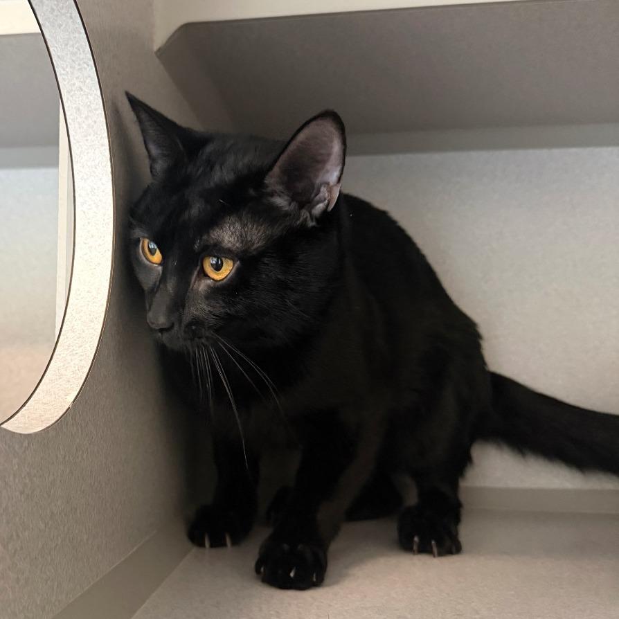 Enlarge Sharpie, a Adoptable Domestic Short Hair in Washougal, WA image 3/3