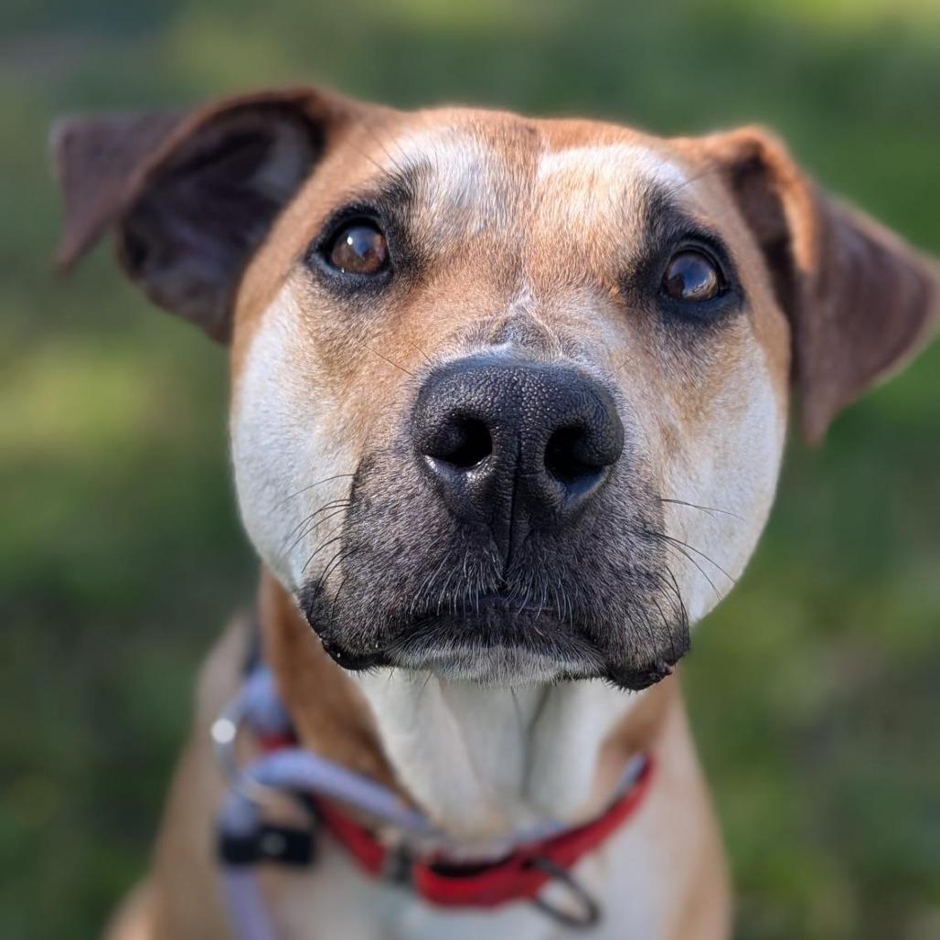 Reed, Adoptable, Adult Male Mixed Breed.