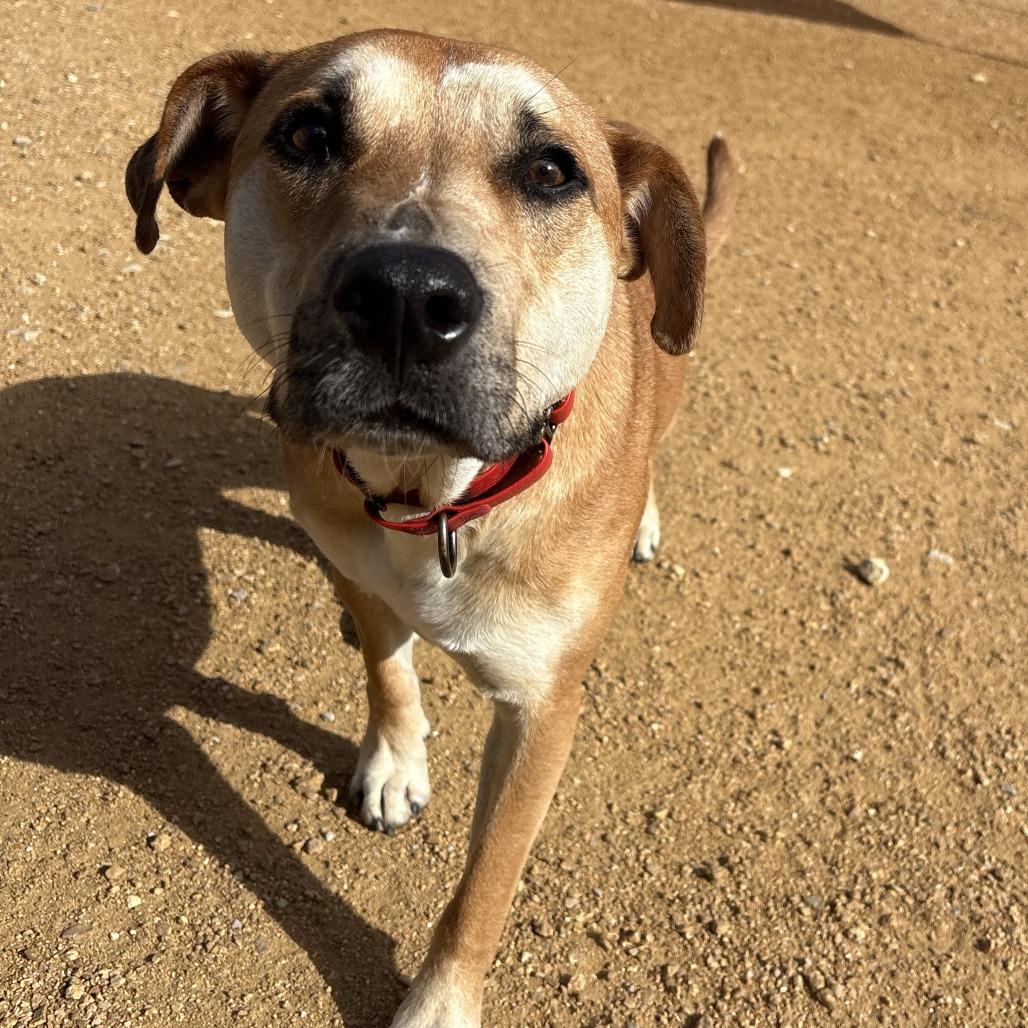 Enlarge Reed, a Adoptable Mixed Breed in Bentonville, AR image 2/3