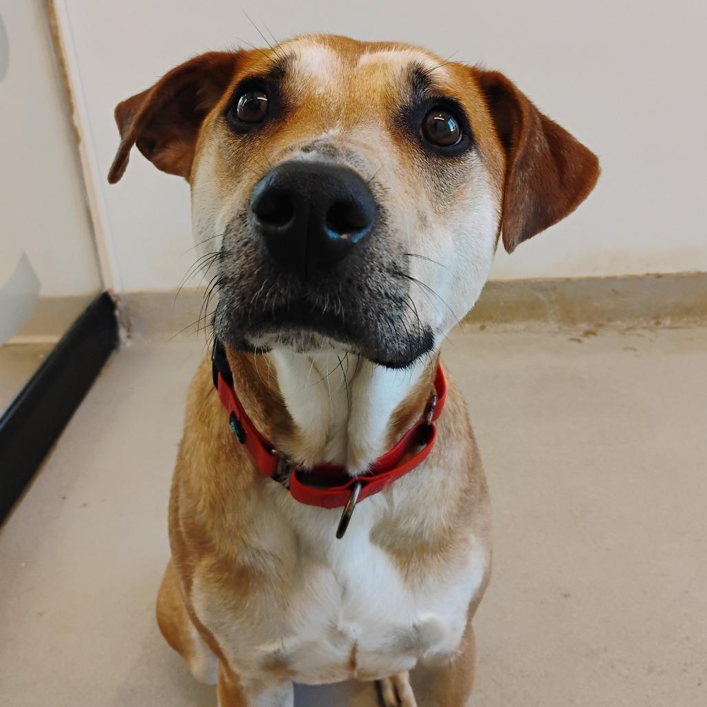Enlarge Reed, a Adoptable Mixed Breed in Bentonville, AR image 3/3