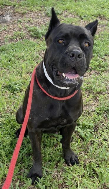 Enlarge MORA, a Adoptable Cane Corso in Fort Lauderdale, FL image 1/1