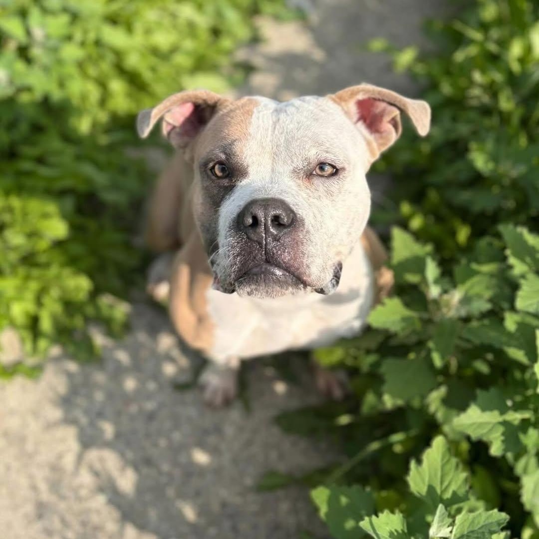 Unicorn, Adoptable, Adult Female American Staffordshire Terrier & English Bulldog.