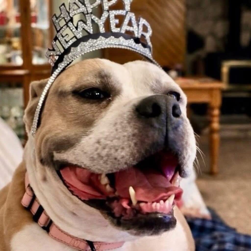 Enlarge Unicorn, a Adoptable mixed breed in Detroit, MI image 2/6