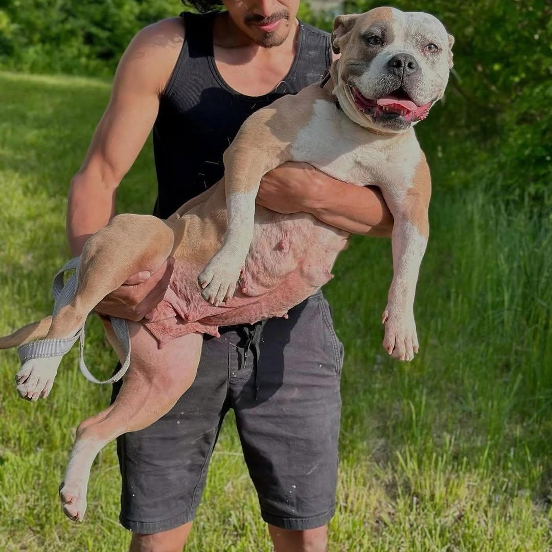 Enlarge Unicorn, a Adoptable mixed breed in Detroit, MI image 5/6
