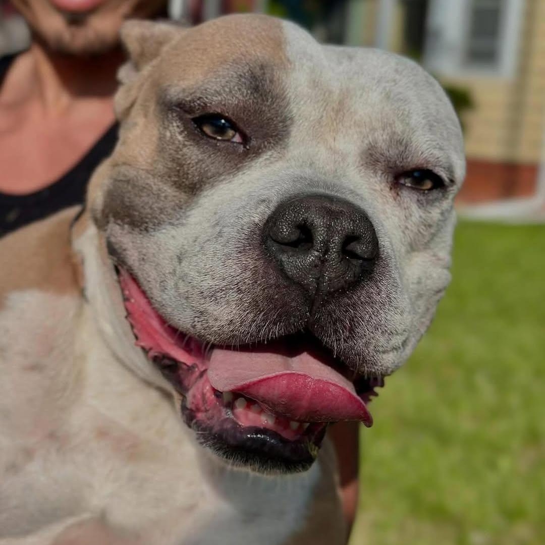 Enlarge Unicorn, a Adoptable mixed breed in Detroit, MI image 3/6
