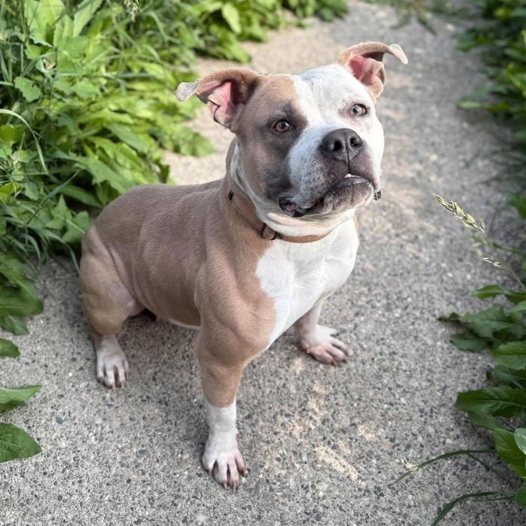 Enlarge Unicorn, a Adoptable mixed breed in Detroit, MI image 4/6