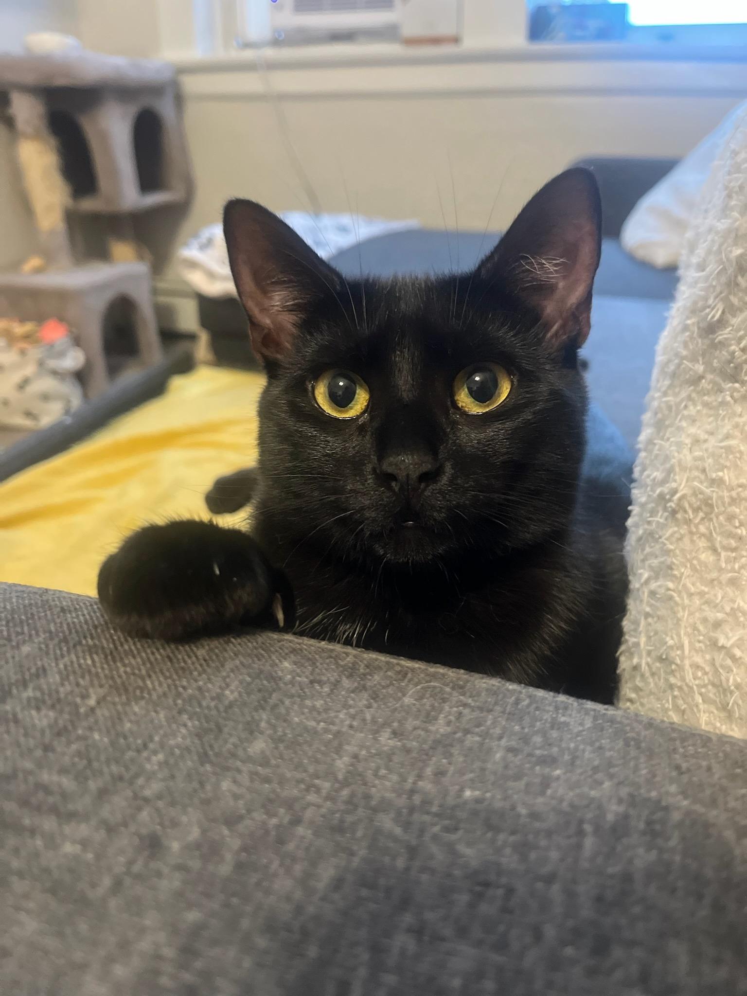 Goose, a ADOPTABLE Domestic Short Hair in East Orange, NJ image 3/5