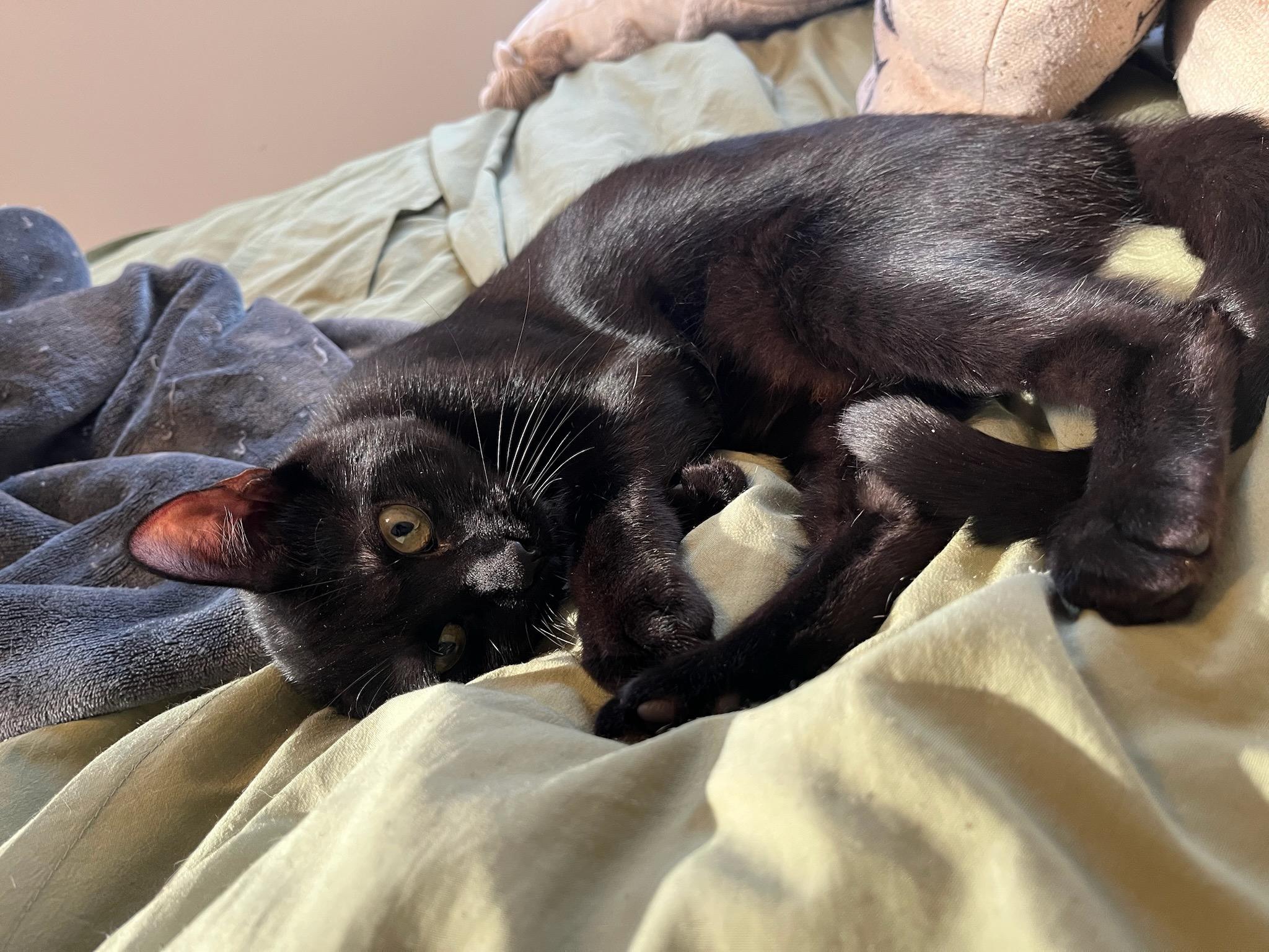 Goose, a ADOPTABLE Domestic Short Hair in East Orange, NJ image 4/5