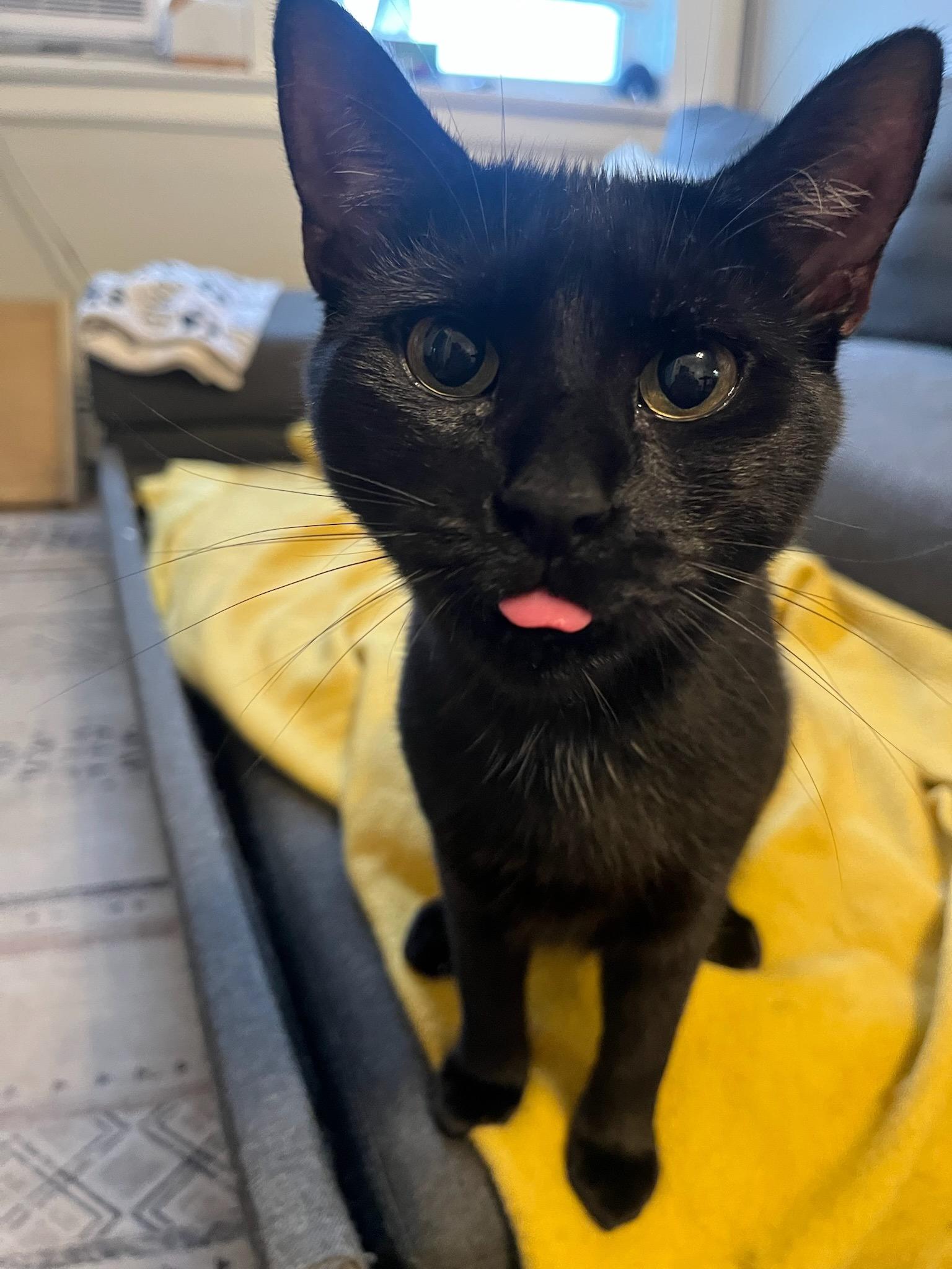 Goose, ADOPTABLE, Young Male Domestic Short Hair.