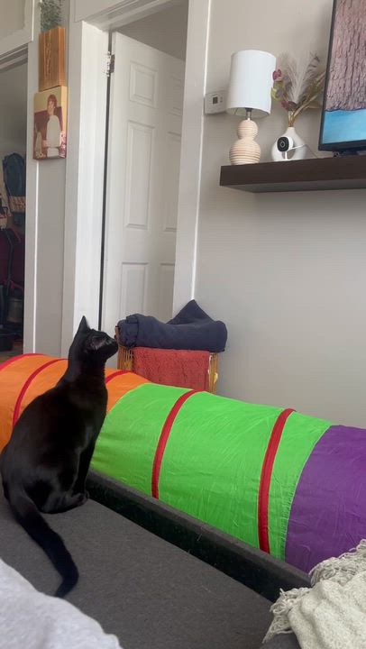 Enlarge Goose, a ADOPTABLE Domestic Short Hair in East Orange, NJ video 5/5
