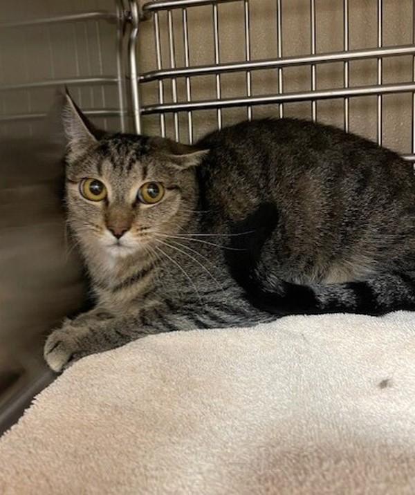 Enlarge Aralia, a Adoptable mixed breed in Vancouver, WA image 1/1