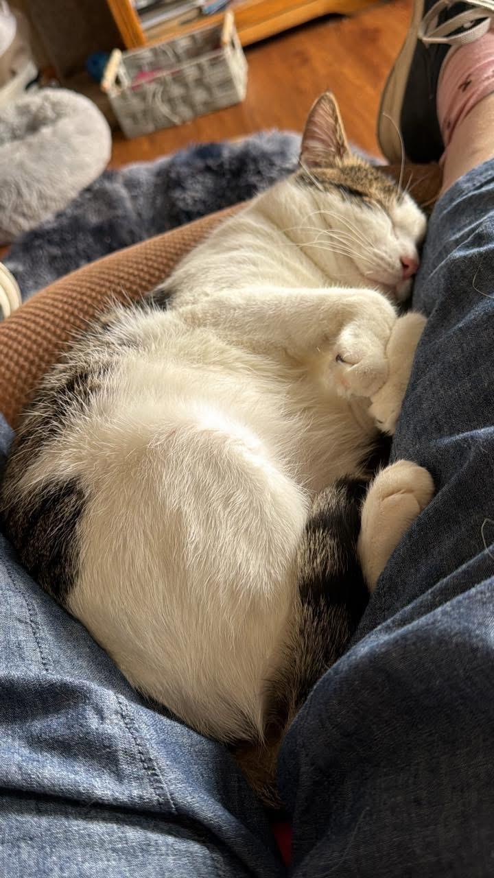 Enlarge Lucky , an adopted Domestic Short Hair in Enfield, CT image 3/3